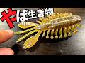最新バス釣りワームがキモすぎた！！！