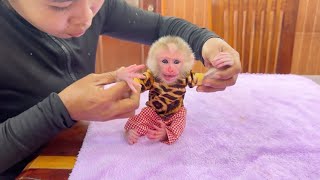 Newborn Baby Monkey Wear Old Outfit Of Bro TanTan