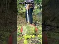 Effortlessly Collect Nuts, Golf Balls, and More with the Large Nut Gatherer Rolling Nut Harvester