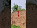 Dog jump on wall