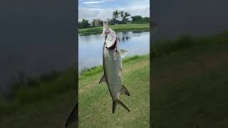I just caught a baby tarpon in a freshwater pond!!