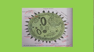 POLYTRICUM : spore and protonema