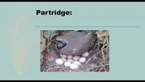 Metropolitan School Week 3 Class 4 Science Lesson