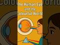 "👁️Your Eye vs Light: A Mind-Blowing Science Short!"HumanEye👁️#HumanEye #ScienceShorts #EyeExplained