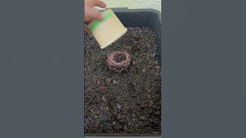 Cheapest worm bin possible #wormbin #wormfarm #vermicomposting #composting #vermiculture #worm