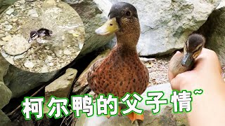 Cole duck father and son meet, biological children are not the same