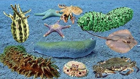 Phát Hiện Con Hải Sâm Khổng Lồ, Bắt Được Ghẹ Xanh Bạch Tuộc Trong Ngày Lặn Biển | Cảnh 86