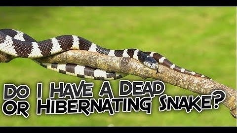 Do I Have A Dead Or Hibernating Snake?