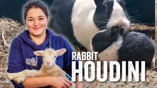 Adam Henson's Farm Diaries - Fridays with Fran Ep10 - Our rabbit Houdini has done it again!