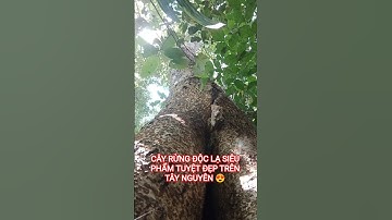 CÂY RỪNG ĐỘC LẠ SIÊU PHẨM TUYỆT ĐẸP TRÊN TÂY NGUYÊN HÙNG VĨ VIỆT NAM