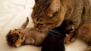 Cute kitten licking its tongue in imitation of its mother cat...