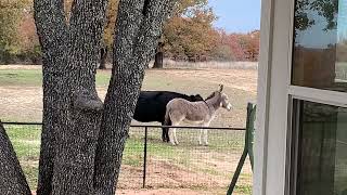 Cow Licking A Donkey