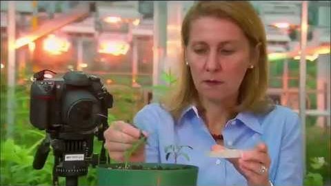 Secret Language Of Plants National Geographic Documentary HD