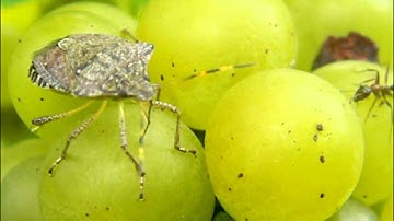 Brown Marmorated Stink Bug: Feeding and Progression of Injury in Grape Clusters