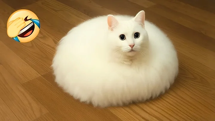 Video 11521651: funniest cat funnycats, cat funnycats cute, weird cat, funniest cats dogs, cats funny weird, laugh cat