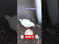civcivlerin 1. haftası #tavuk #köyhayatı #yavruhayvanlar #inek #düve #köpek #dana #birikim #buzağı
