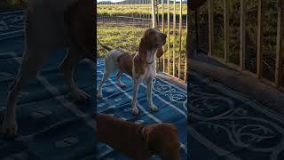 Bracco taliano puppies and Vizsla  puppies playing at camp AKC contest