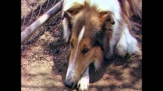 Lassie Come Home - Original Theatrical Trailer