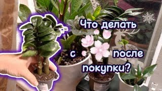 Что делать с замиокулькасом после покупки?