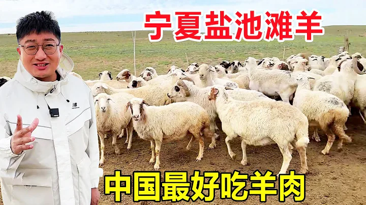 Come to Ningxia to eat Yanchi Tan sheep and reveal why the 」noble sheep」 is delicious? - 天天要聞