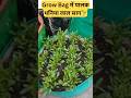 Grow Bag में 3 दिन में पालक Germination 🌱 | Terrace Gardening
