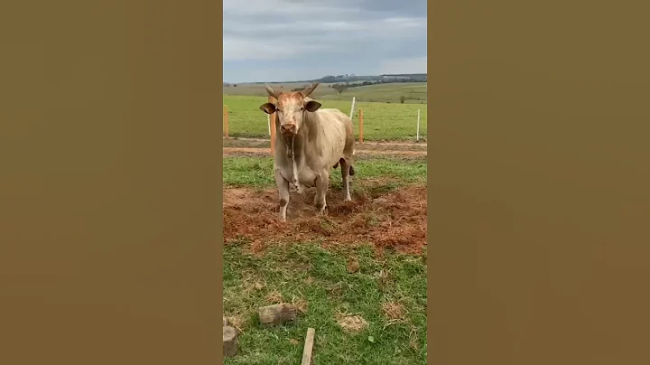 Bull 🐂 fighting #bullfight #bullfighting