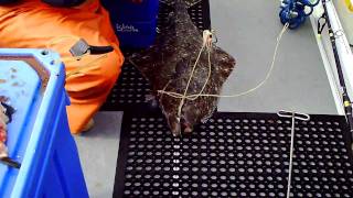 Halibut catch.AVI