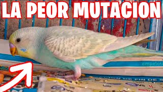 LA PEOR MUTACION DE PERIQUITO: PERIQUITO DILUIDO