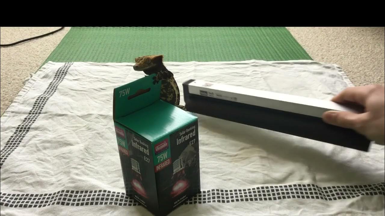 Crested gecko heating and lighting tips! YouTube