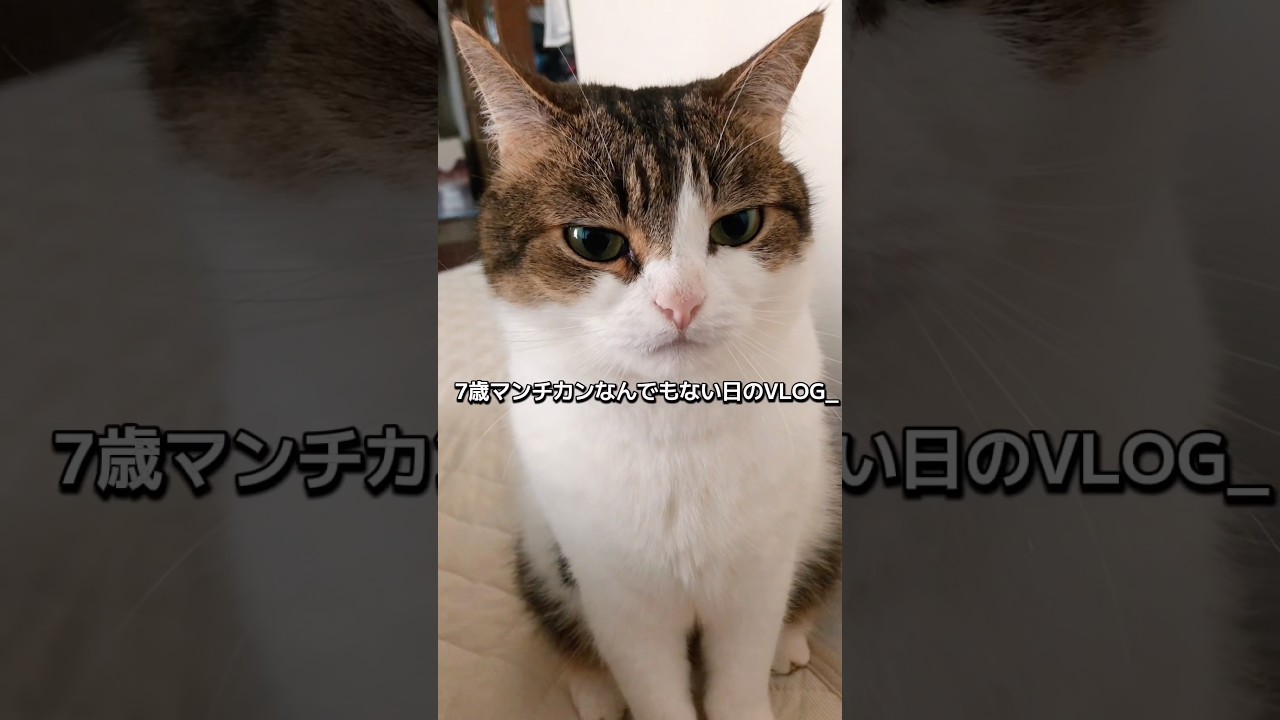 7歳マンチカンなんでもない日のVLOG😼✨ #shortvideo #ねこ #ねこ動画 #ねこすきさんと繋がりたい #vlog #vlogs #猫のいる暮らし