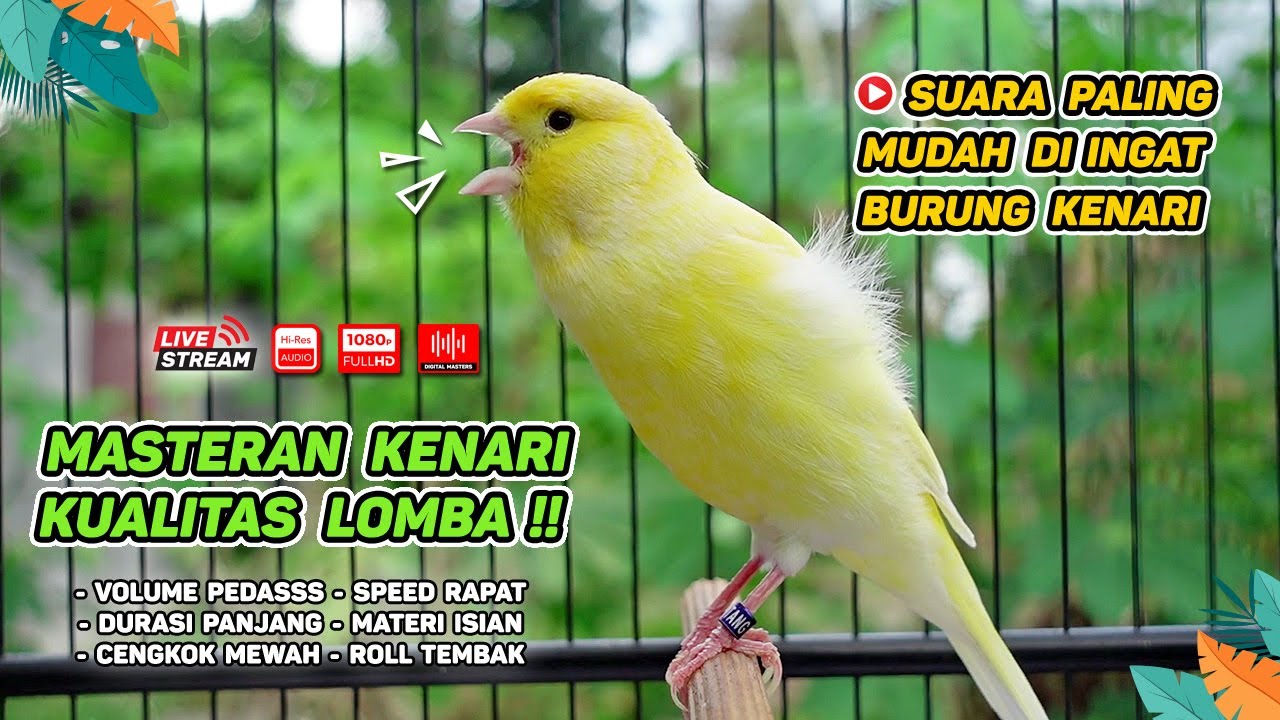 Kenari GACOR NGEREK‼️ Masteran Kenari PAUD dan Pancingan Kenari MACET BUNYI dan Betina NGIWIR - 113