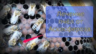 Лечение пчёл от Аскосфероза(каменный расплод).