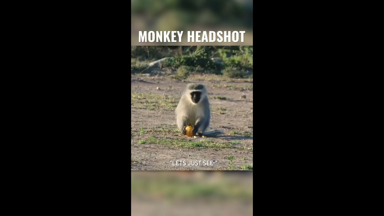 Monkey SHOT IN THE EYE With An Air Gun 