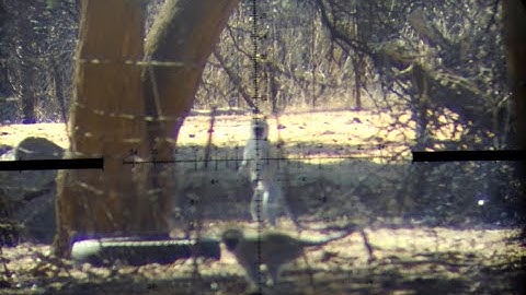 Triggercam 2.1 Monkey Dropshot