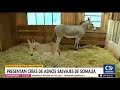 2021 01 22 CHV Noticias Tarde   Movil Nacimiento Burros de Somalia