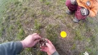 Галюциногенные грибы для пчеловодства, заготовка грибов на сезон Галюциногенные грибы для пчеловодства, заготовка грибов на сезон