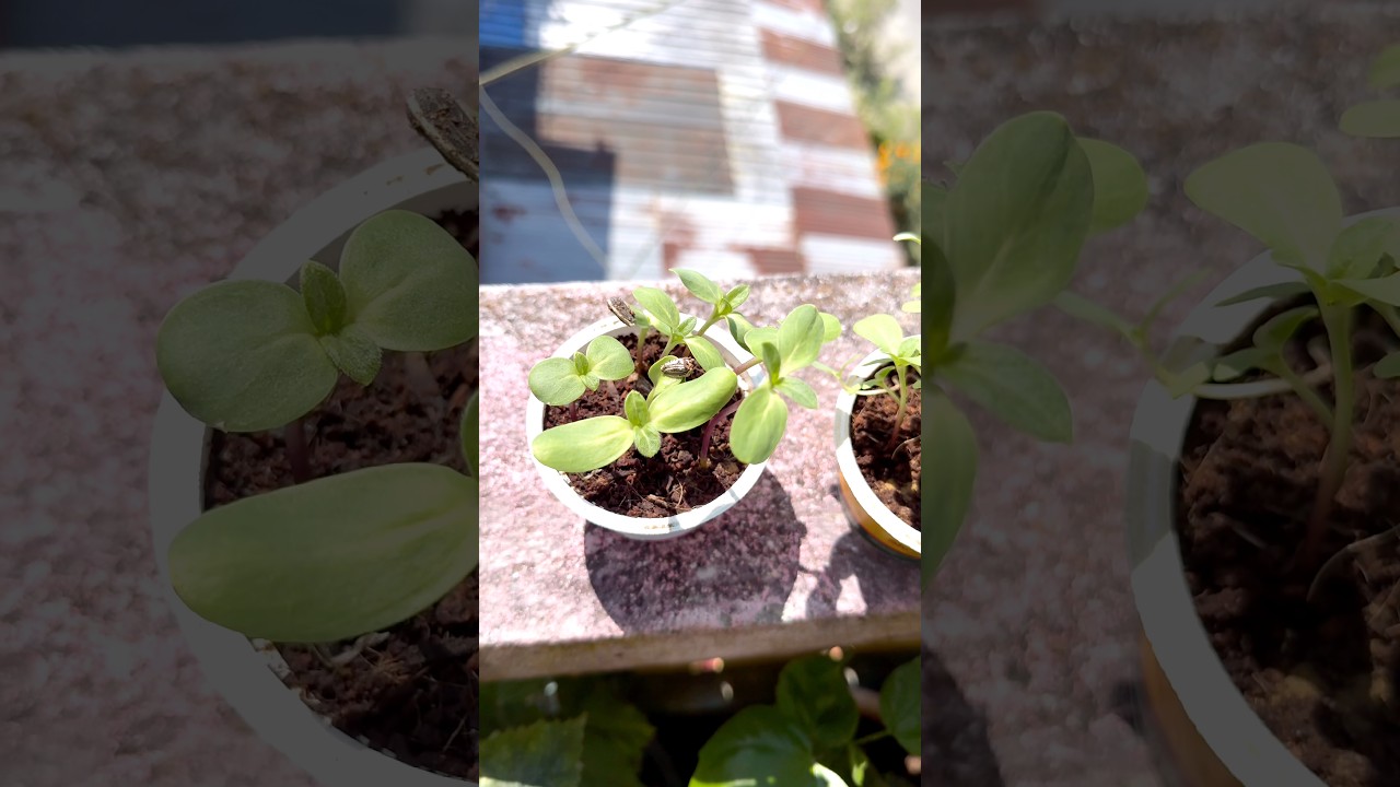 Money Plant Vine Setup 🌿 | Sunflower Update 