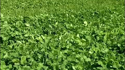 Frost Seeded Red Clover from Vegetable Farmers and their Innovative Cover Cropping Techniques
