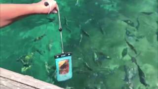 Fish Filmed Underwater with OverBoard Waterproof Phone Case – 100% Waterproof Cases – Phone Cases