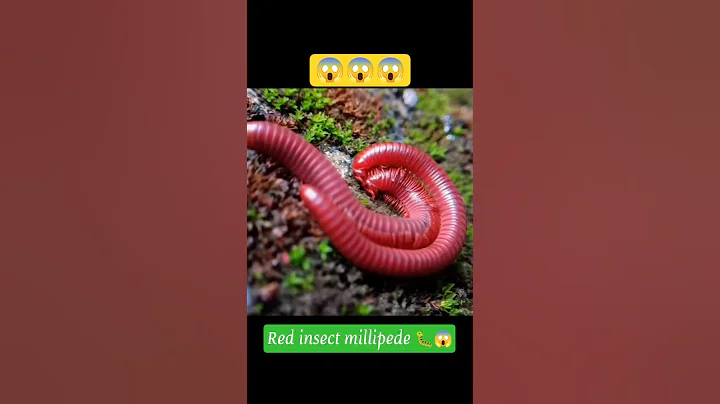 cute handsome African red pill millipedes #shortvideo #pillmillipede #shorts #ytshorts #millipede