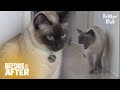 Once Loving Siamese Cat Couple At War Every Day | Before & After Makeover Ep 40