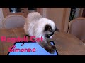 Ragdoll Cat playing funny video catgames !