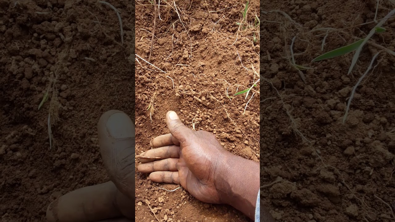 AN AMAZING TECHNIQUE TO GROW BANANAS YouTube