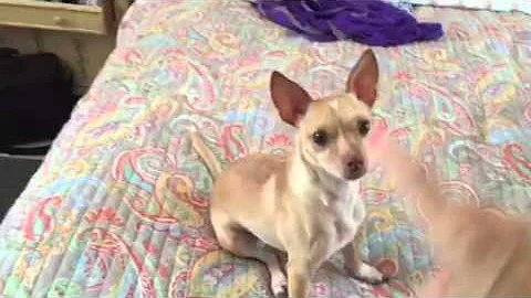 Chihuahua Rolls Over - Smartest Dog on Earth