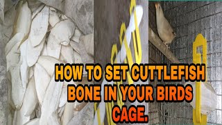 HOW TO SET CUTTLEFISH BONE IN YOUR BIRDS CAGE || CUTTLEFISH BONE DEMAND || AND RATE.