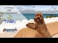 1.5YR OLD GOLDENDOODLE 'TEDDY', 2 WEEK BOARD AND TRAIN PROGRAM W/TIFFANY 1.5YR OLD GOLDENDOODLE 'TEDDY', 2 WEEK BOARD AND TRAIN PROGRAM W/TIFFANY