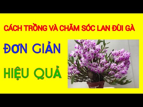 Cách Trồng Và Chăm Sóc Lan Đùi Gà | Phong Lan TK | Foci