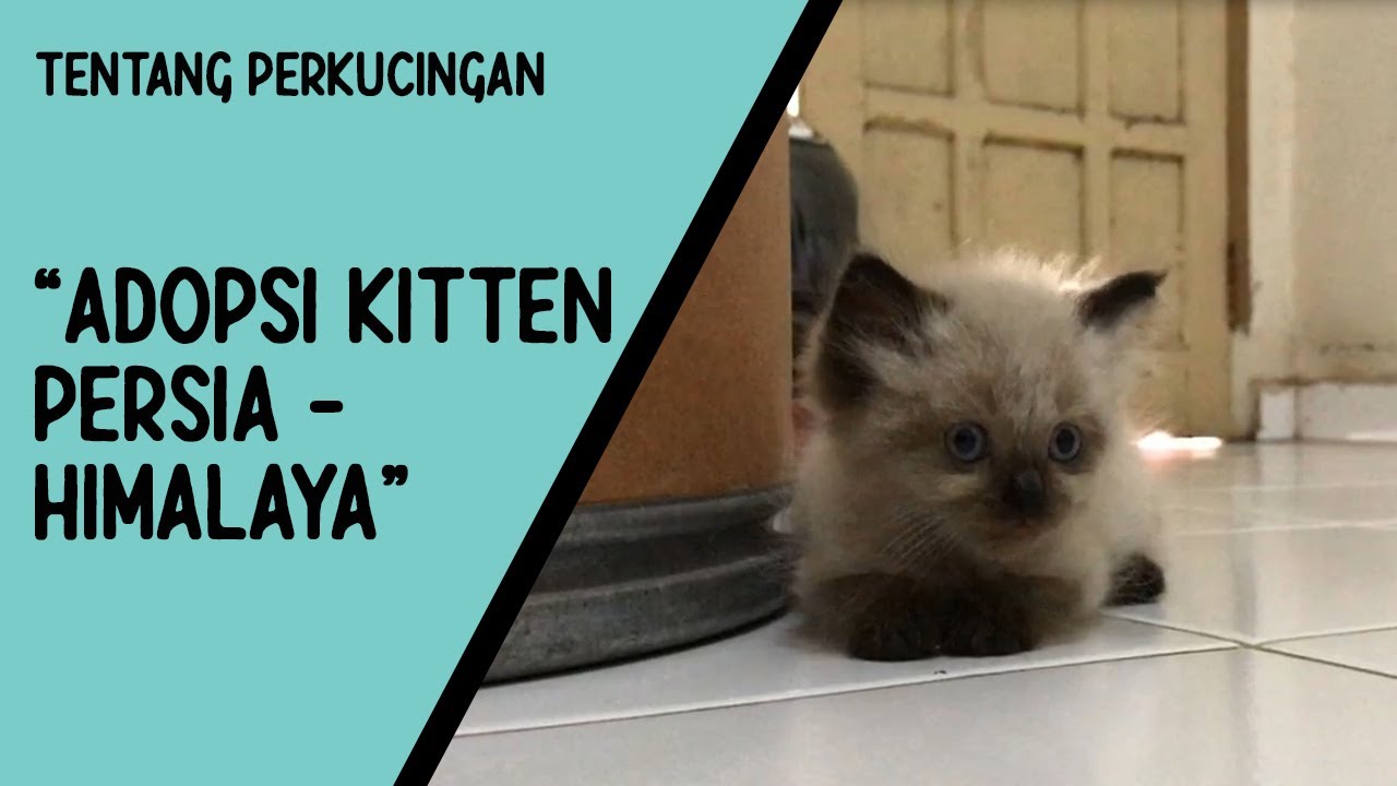 Kucing Himalaya | Adopsi Kitten #Persia #Himalaya - YouTube