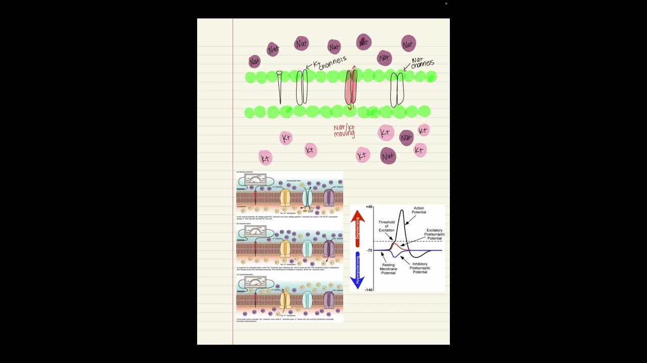 Action Potential