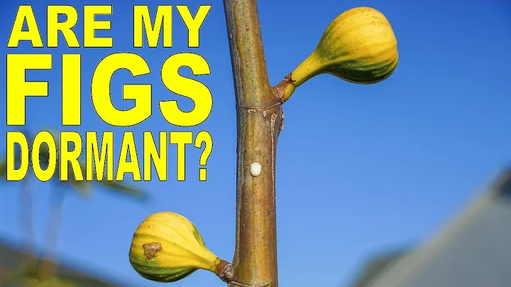 Is My Fig Tree Dormant? How To Tell If Your Fig Tree Is Dormant